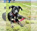 Small #4 Mountain Cur Mix
