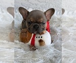 Small French Bulldog