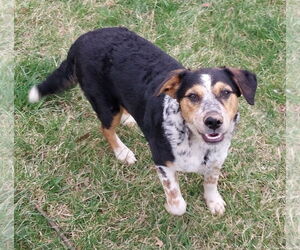 Mutt Dogs for adoption in Garden City, NY, USA