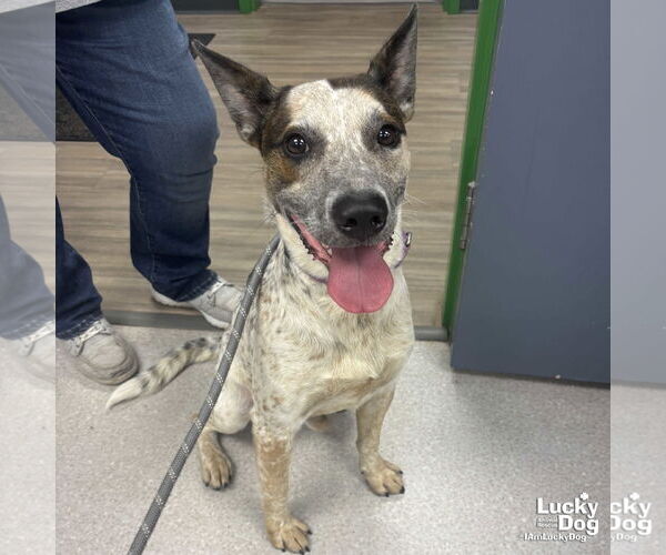 Medium Photo #2 Mutt Puppy For Sale in Washington, DC, USA