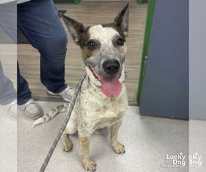 Mutt Dogs for adoption in Washington, DC, USA