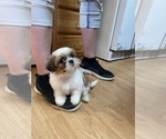 Small Photo #56 Shih Tzu Puppy For Sale in VENETA, OR, USA