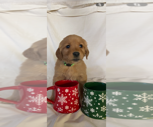Golden Retriever Puppy for sale in COLUMBUS, IN, USA