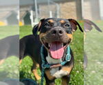 Small Black and Tan Coonhound Mix