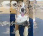 Small Miniature Australian Shepherd