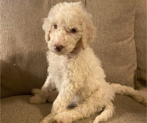Labradoodle Puppy for Sale in GAFFNEY, South Carolina USA