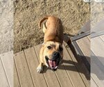 Small Photo #2 American Pit Bull Terrier-Black Mouth Cur Mix Puppy For Sale in Incline Village, NV, USA