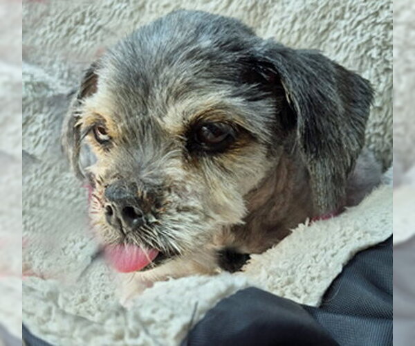 Medium Photo #5 Shih Tzu Puppy For Sale in Arlington, VA, USA