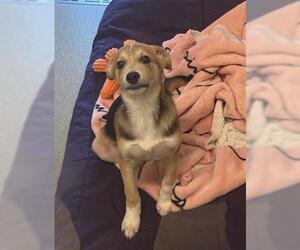 Beagle-Unknown Mix Dogs for adoption in San Martin, CA, USA