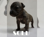 Small Photo #4 American Bully-Bull Terrier Mix Puppy For Sale in BRANDYWINE, MD, USA