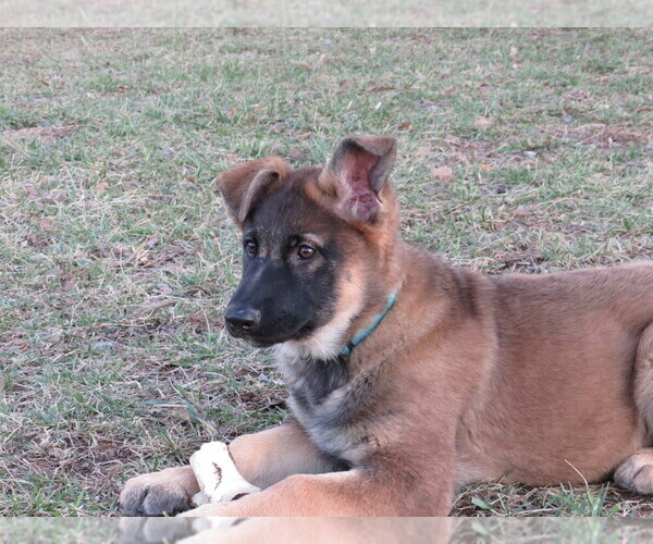 Medium Photo #1 German Shepherd Dog Puppy For Sale in NATHALIE, VA, USA
