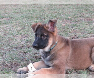 German Shepherd Dog Puppy for Sale in NATHALIE, Virginia USA