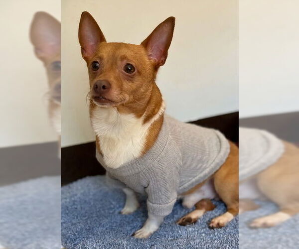 Medium Photo #1 Chihuahua-Unknown Mix Puppy For Sale in Warrenton, VA, USA