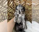 Small Photo #12 Bernedoodle Puppy For Sale in GILBERT, AZ, USA