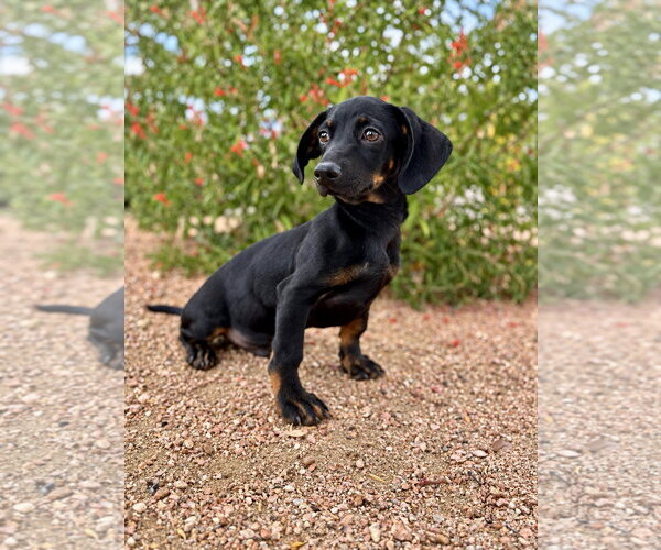Medium Photo #2 Dachshund-Unknown Mix Puppy For Sale in PIPE CREEK, TX, USA