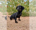 Small Photo #2 Dachshund-Unknown Mix Puppy For Sale in PIPE CREEK, TX, USA