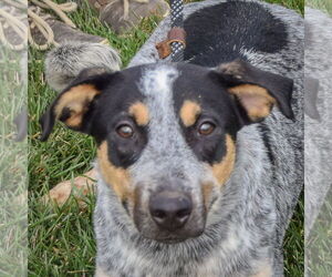 Mutt Dog for Adoption in Huntley, Illinois USA