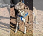 Small #26 American Pit Bull Terrier Mix