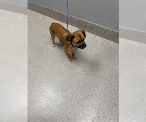 Chihuahua-Unknown Mix Dogs for adoption in Las Vegas, NV, USA