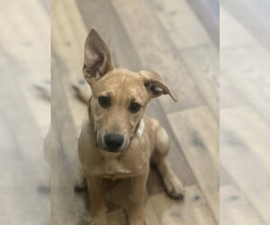 Mutt Dogs for adoption in Dana Point, CA, USA