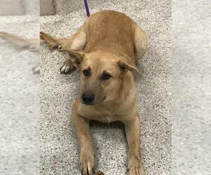 German Shepherd Dog-Unknown Mix Dogs for adoption in Conroe, TX, USA