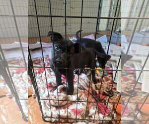Shepradors Dogs for adoption in SHERBURNE, NY, USA