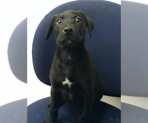 Medium Photo #1 Mutt Puppy For Sale in Fayetteville, NC, USA