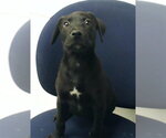 Small Mutt