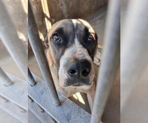 Mutt Dogs for adoption in Chula Vista, CA, USA