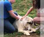 Small Photo #7 Siberian Husky Puppy For Sale in MANASSAS, VA, USA