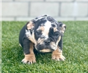 English Bulldog Puppy for sale in CHARLOTTE, NC, USA