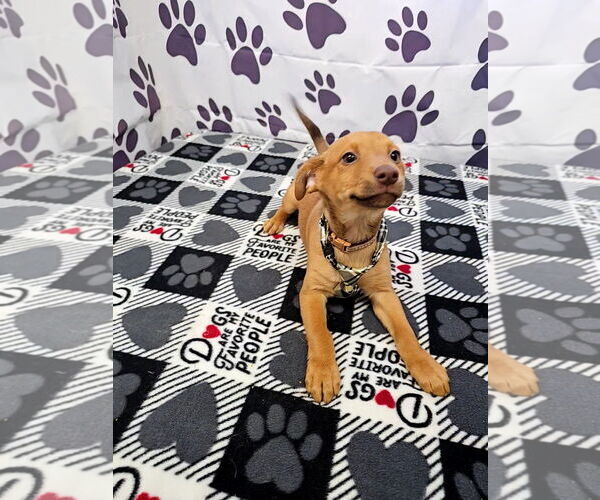 Medium Photo #2 Jack Chi Puppy For Sale in Metairie, LA, USA