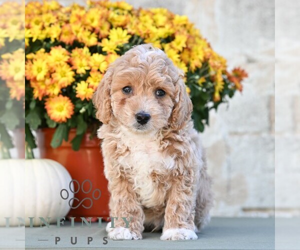 Medium Photo #3 Poodle (Miniature) Puppy For Sale in DORNSIFE, PA, USA