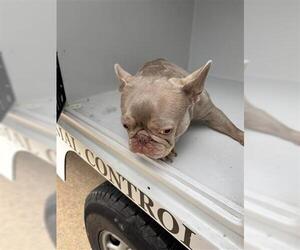French Bulldog-Unknown Mix Dogs for adoption in Houston, TX, USA
