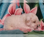 Small Photo #14 Cockapoo Puppy For Sale in PIONEER, CA, USA