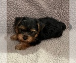 Small #1 Yorkshire Terrier