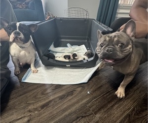 Father of the French Bulldog puppies born on 12/22/2023