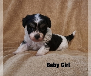 Havanese Puppy for sale in LAKEVILLE, OH, USA