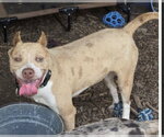 Small Photo #3 Miniature Pinscher-Unknown Mix Puppy For Sale in Rustburg, VA, USA