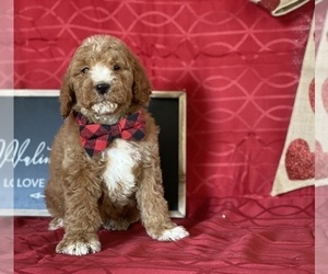 Goldendoodle Puppy for sale in LANCASTER, PA, USA