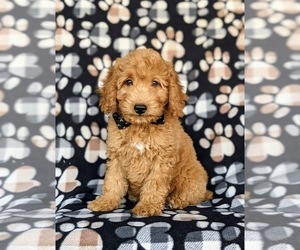 Goldendoodle (Miniature) Puppy for sale in KIRKWOOD, PA, USA