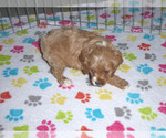 Small Photo #2 Cocker Spaniel-Poodle (Miniature) Mix Puppy For Sale in ORO VALLEY, AZ, USA