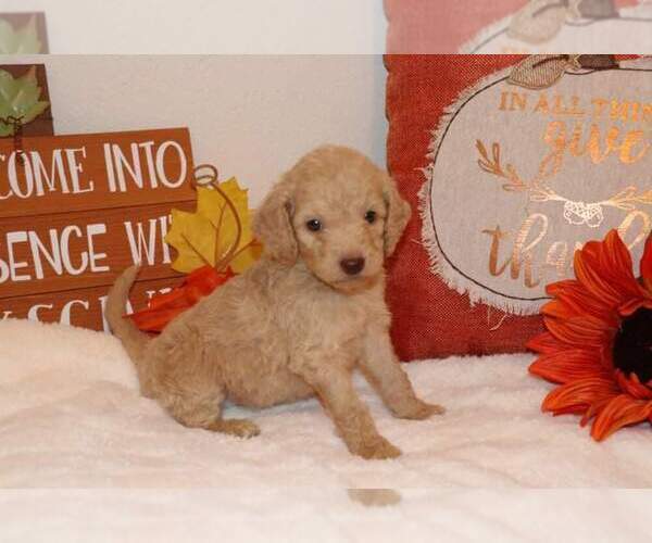 Medium Photo #2 Goldendoodle Puppy For Sale in FAIR GROVE, MO, USA
