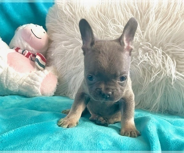 Medium Photo #18 French Bulldog Puppy For Sale in TALLAHASSEE, FL, USA