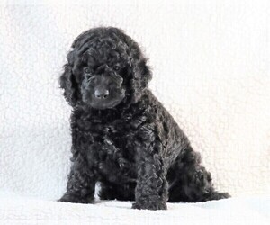 Cockapoo-Poodle (Miniature) Mix Puppy for sale in FREDERICKSBG, OH, USA