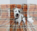 Small Cairn Terrier Mix
