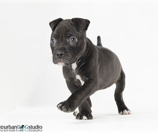 Medium Photo #1 Labrador Retriever-Unknown Mix Puppy For Sale in Tampa, FL, USA