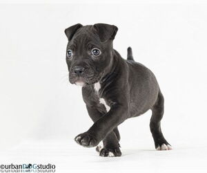 Labrador Retriever-Unknown Mix Dogs for adoption in Tampa, FL, USA