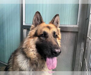 German Shepherd Dog-Unknown Mix Dogs for adoption in Moreno Valley, CA, USA