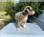 Small #15 Australian Shepherd